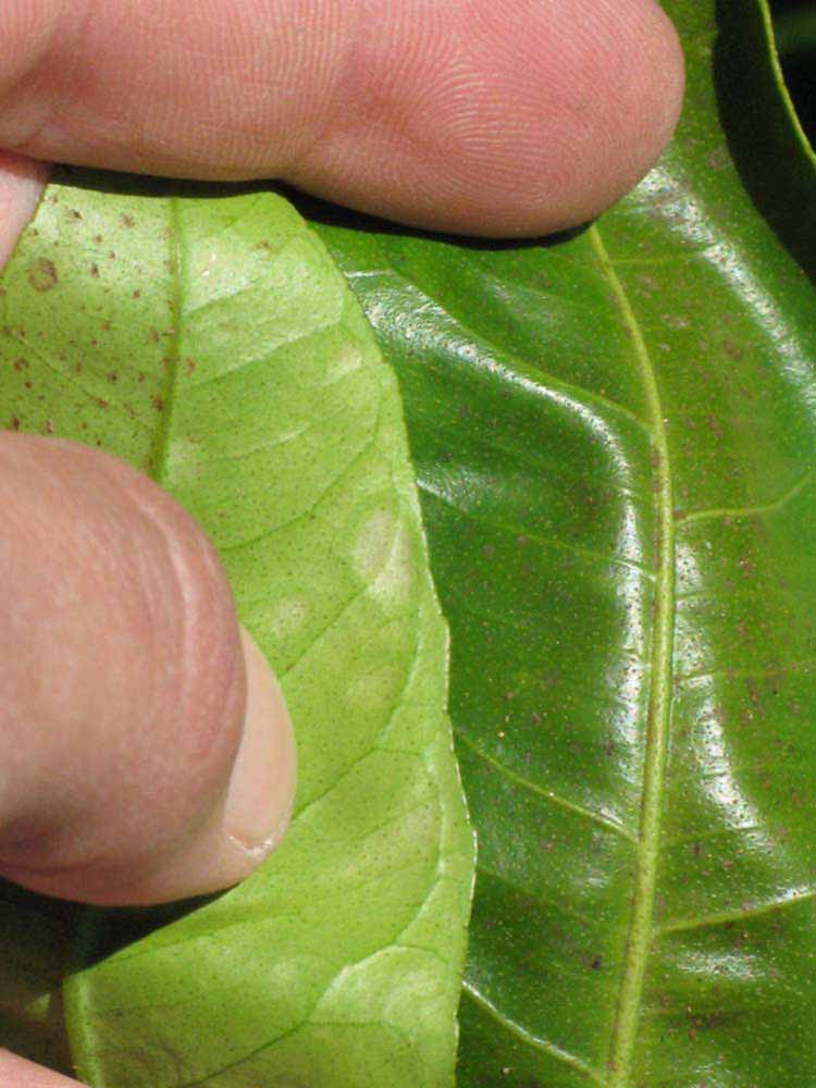              Margin (Riverside, CA)       